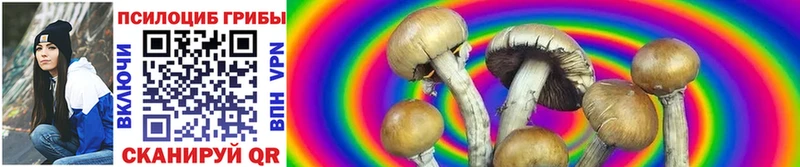 Псилоцибиновые грибы Psilocybine cubensis Апшеронск